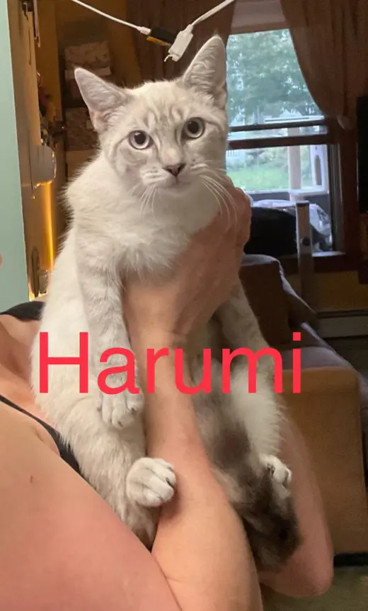 Harumi