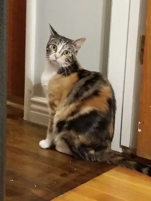 Josie a Calico