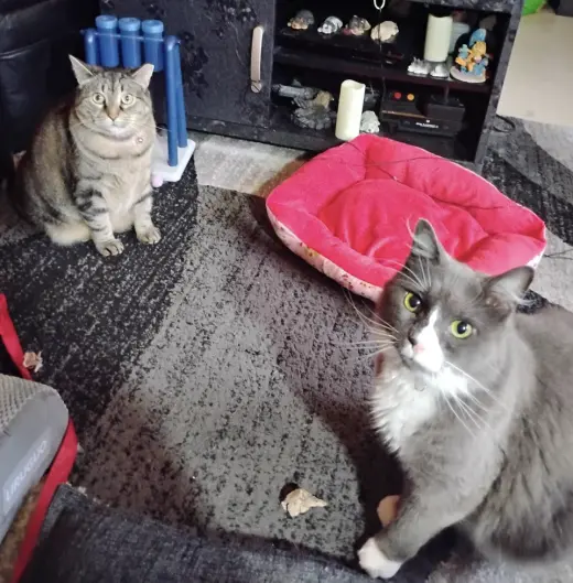 Willow and Flopper