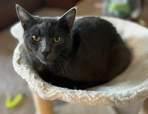 Coal