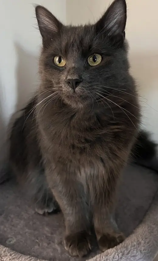 Ash