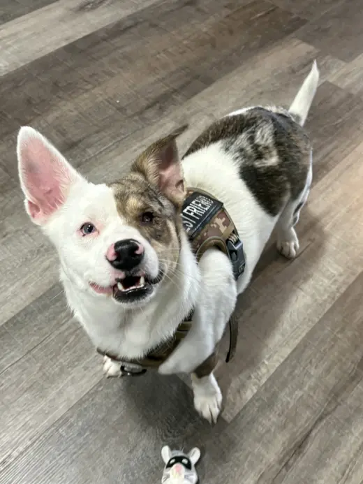 Rufus