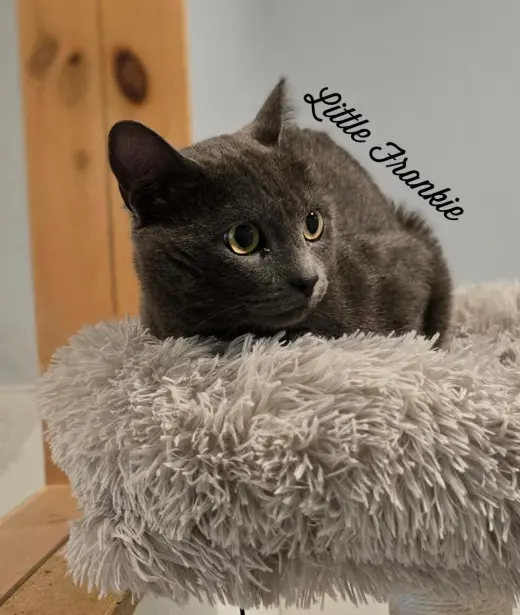 Little Frankie