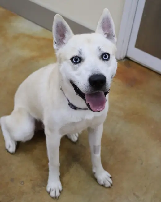 Bram (sponsored fee)