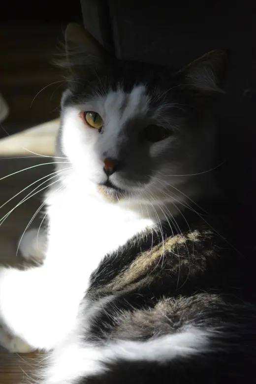 Tommy