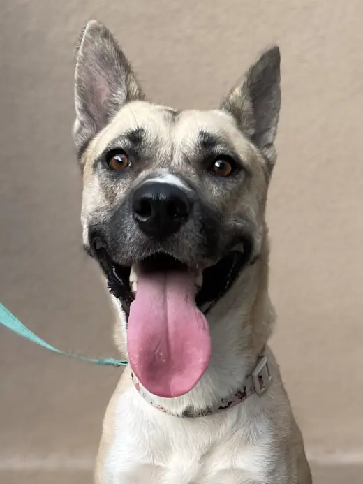 Gemma (Reduced Rover)