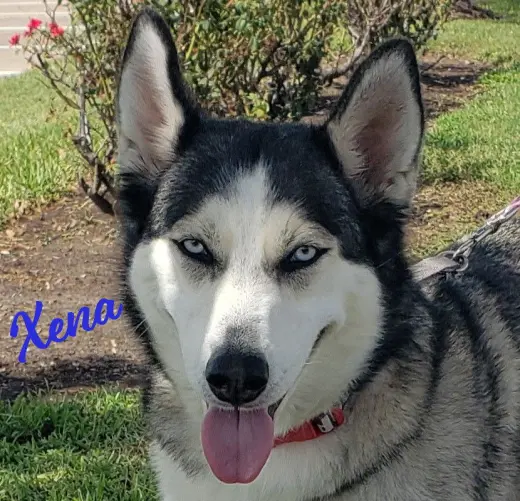 Xena #blue-eyed-beauty