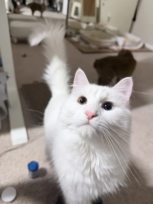 McFlurry (bonded w/ Boba)