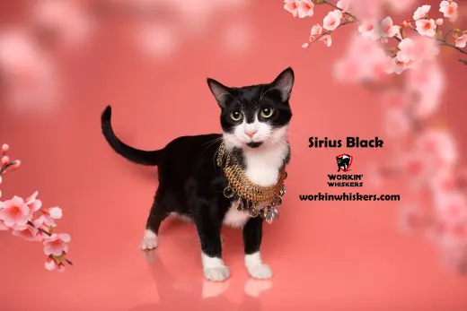 SIRIUS BLACK