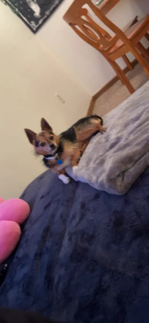 ASA "chorkie" yorkie/chihuahua cross