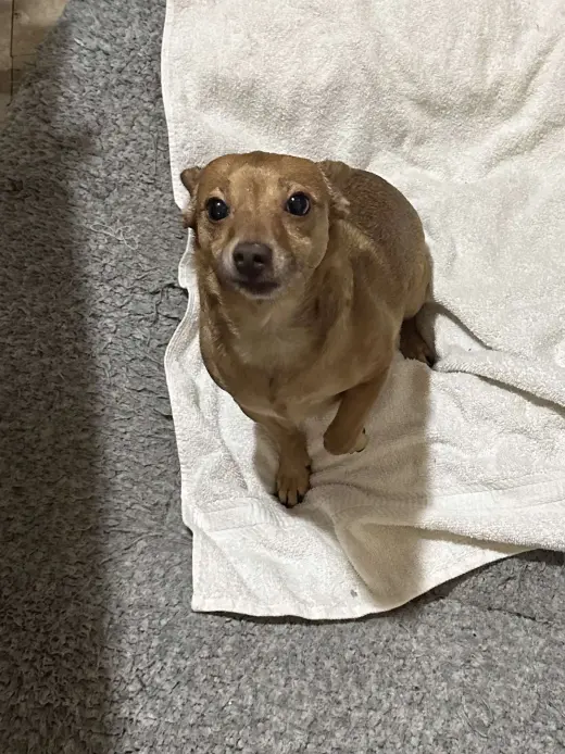 Bambi  [bonded to Sheba]