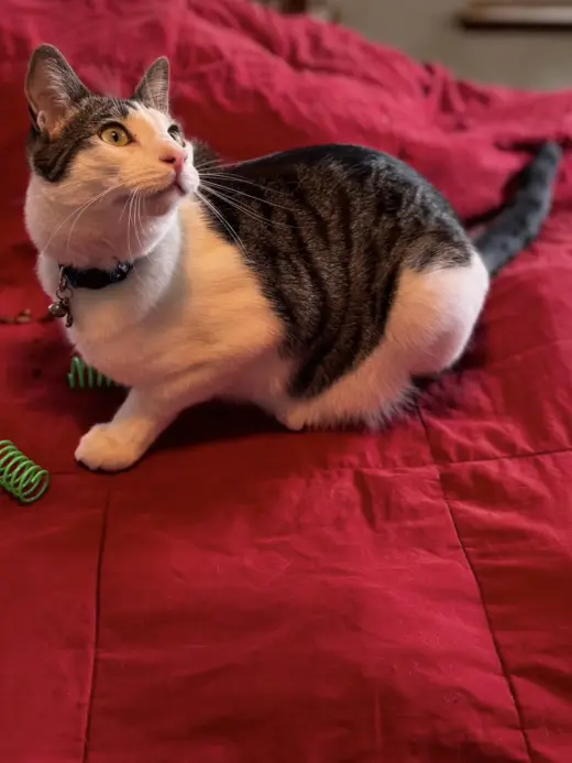 Kelly Cat