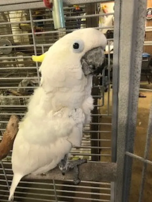Max