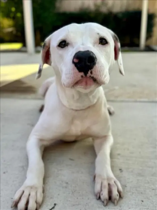 PEARLA