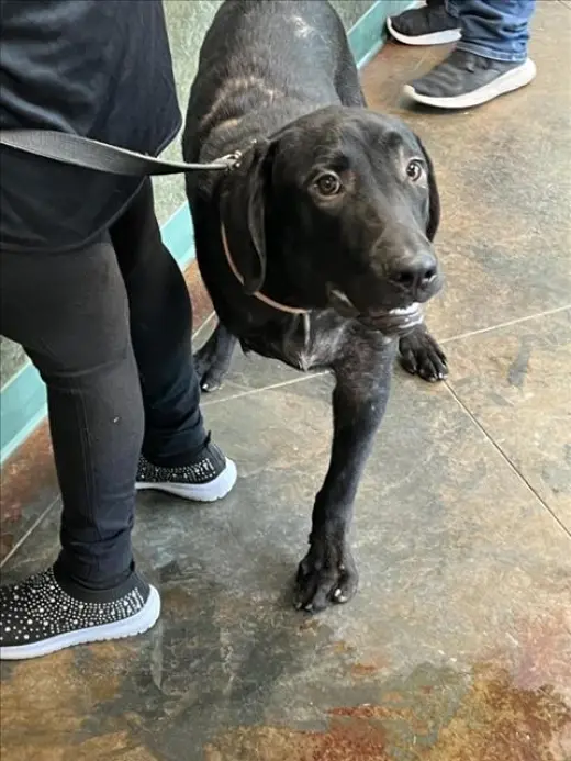 PUP PUP