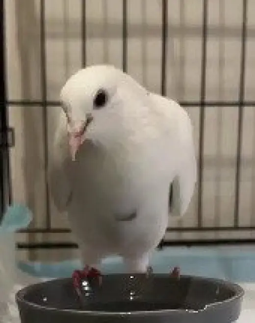 Flip