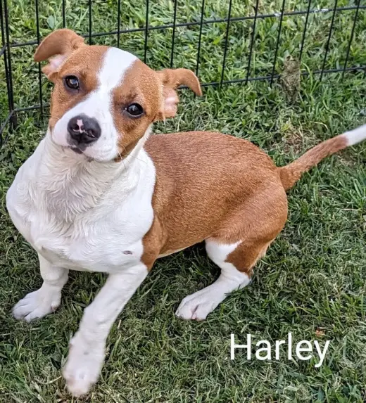 Harley