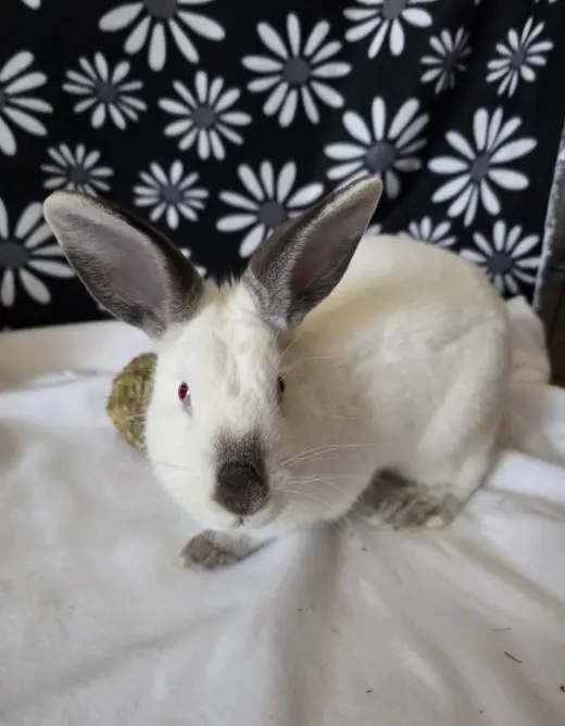 Agatha