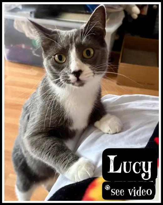 Lucy, Willow Grove Area (FCID 07/02/2024-148) C