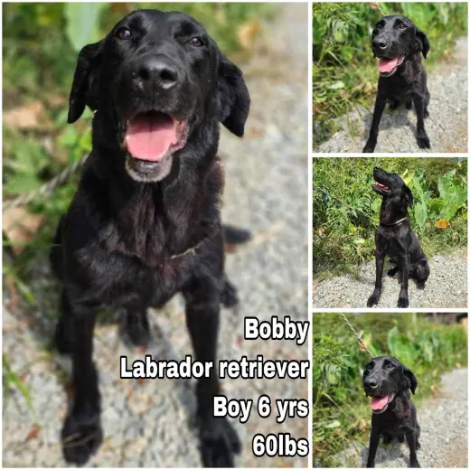 Bobby from Korea