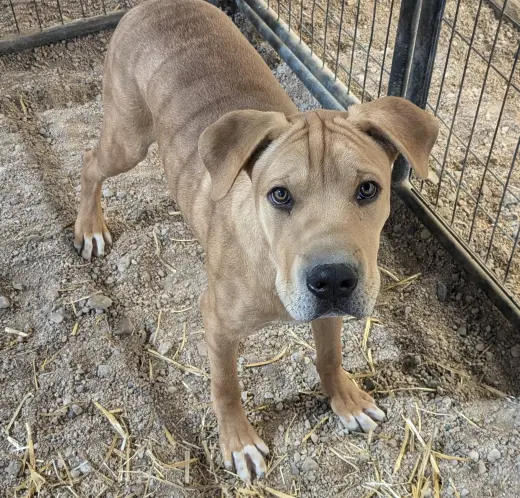Remington