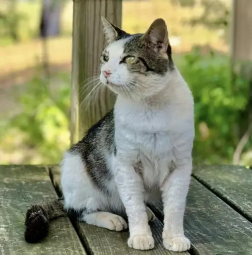 Otis FIV(+)