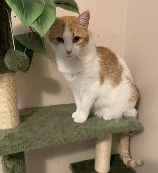 Penelope