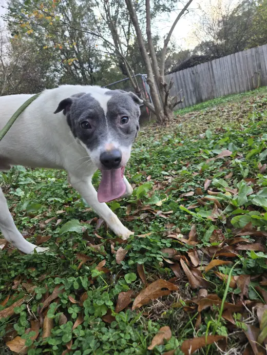 Ringo