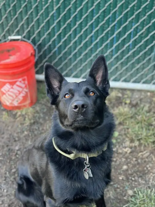Maverick (Tangerine Litter)