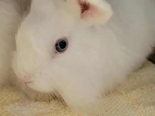 YUKI