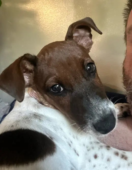 Taz