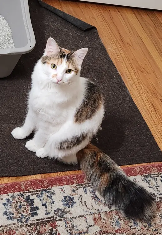 Lola