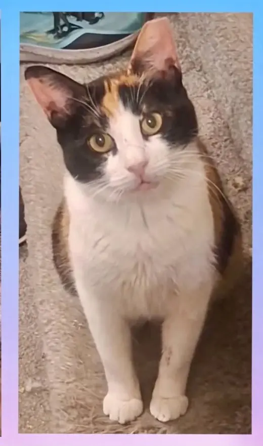 Pheobee