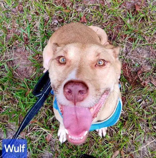 Wulf