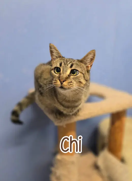 Chi