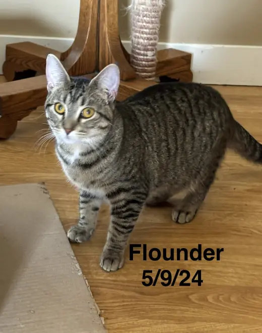 Flounder -The Fondy Fish Litter