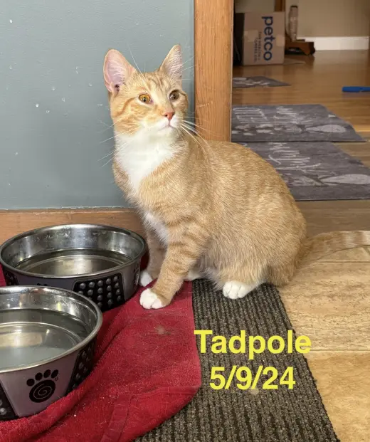 Tadpole - The Fondy Fish Litter