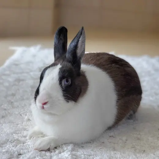Bebe