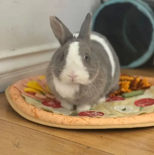 Suki