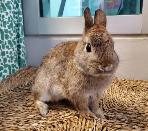 Peter Rabbit