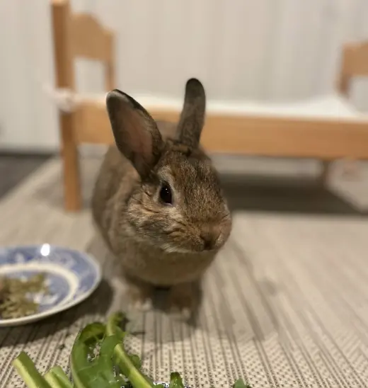 Hazelnut