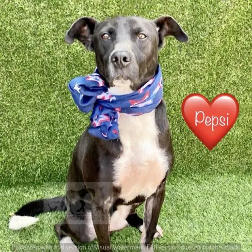 PEPSI