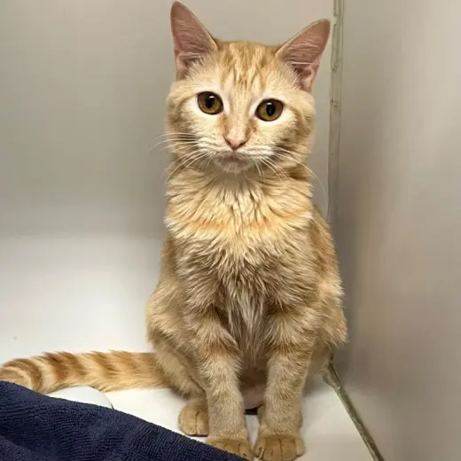 CREAMSICLE