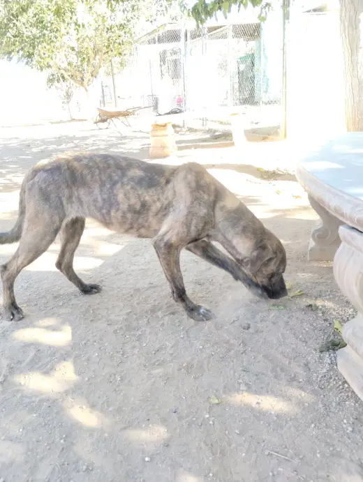Parvati-good candidate for therapy pooch