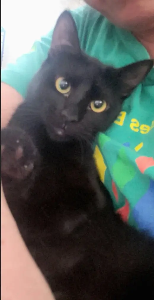 Gretel #cute-mini-panther