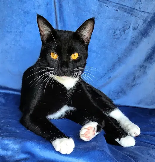 KITTY WENDELL
