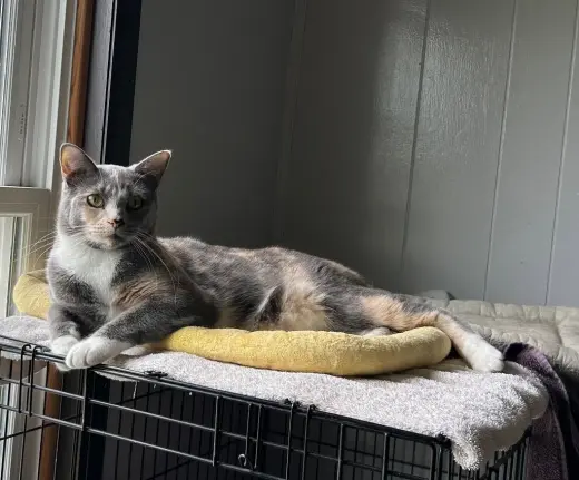 Widget