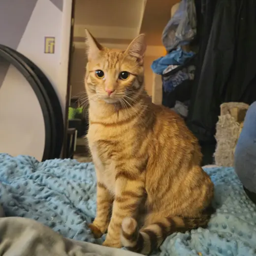 Bob