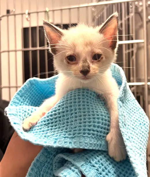 KITTEN FOSTERS DESPERATELY NEEDED