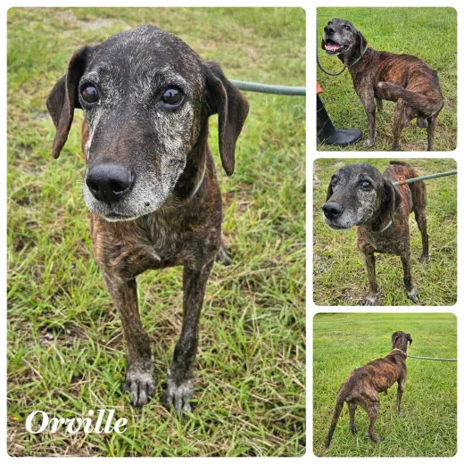 Orville Woofenbacher (cannot be fixed per vet)